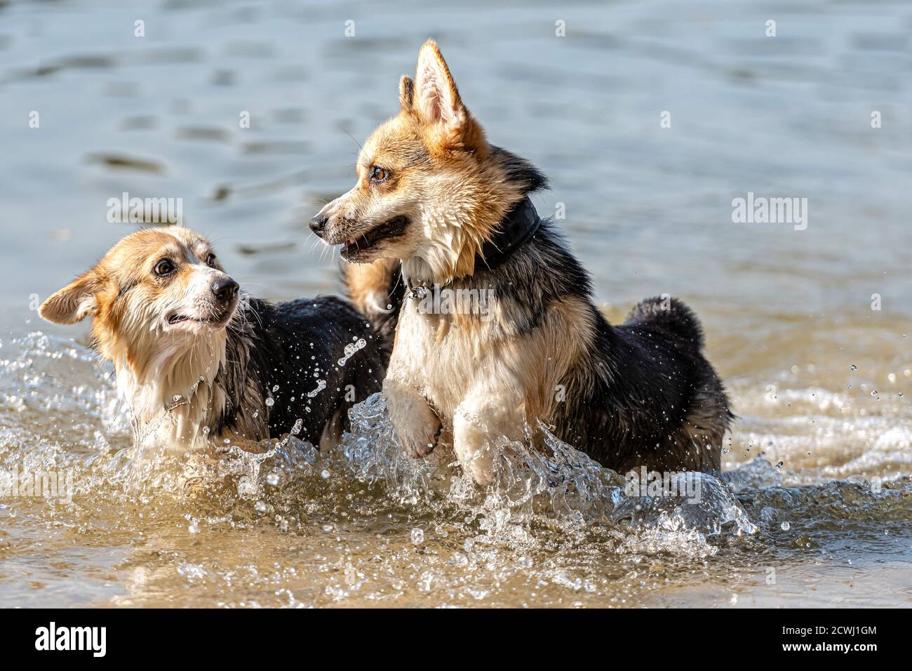 Welsh Corgi Pembroke dog swims in the lake and enjoys a sunny day Stock Photo