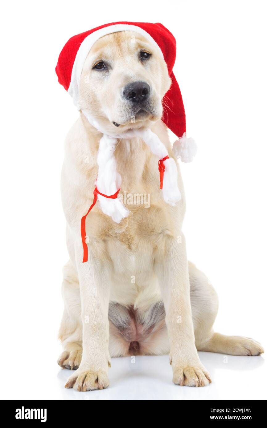 seated labrador retriever dog wearing santa claus hat isolated on white ...