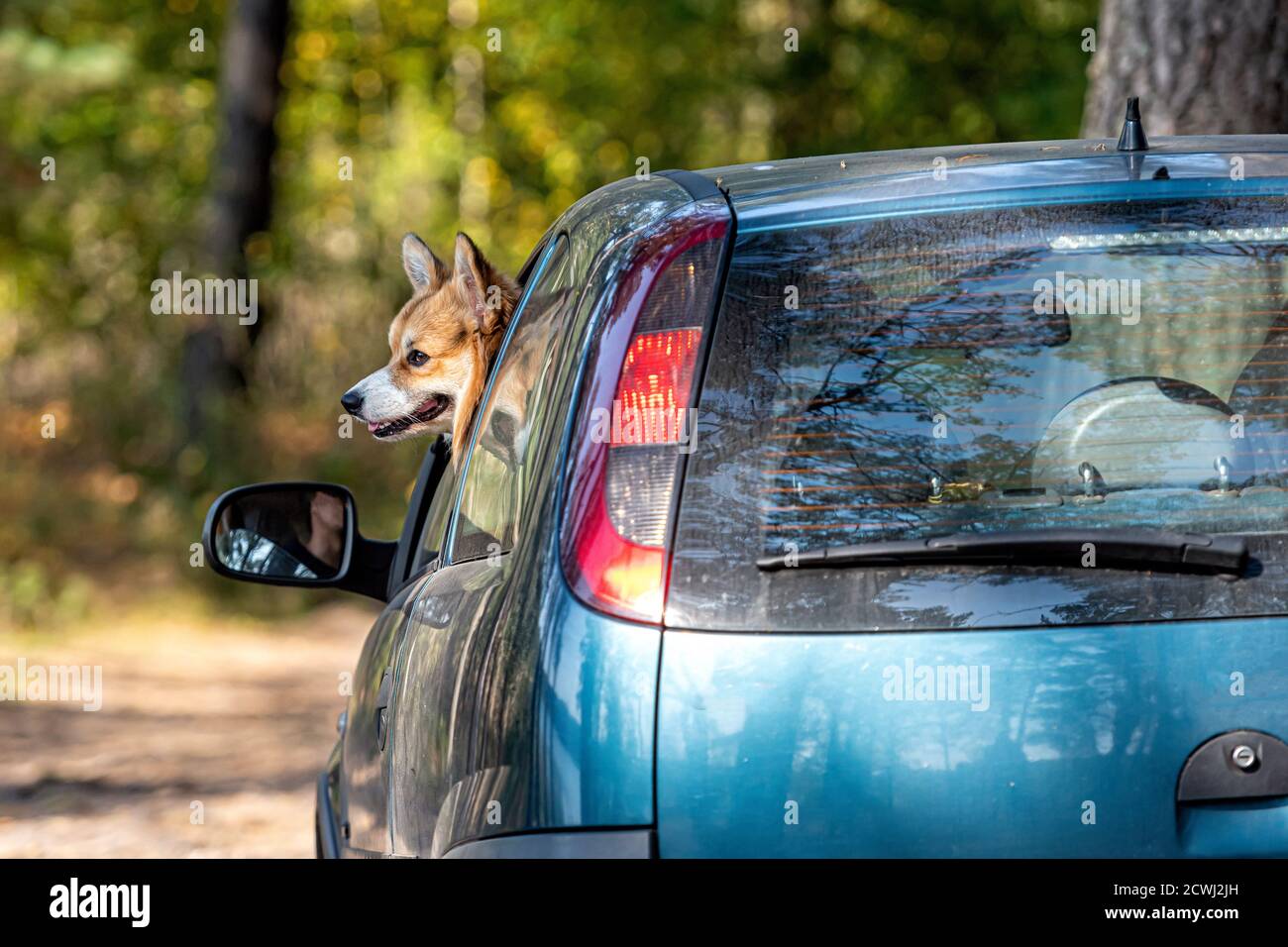 Welsh Corgi Pembroke dog riding in a car with her head out of the window Stock Photo