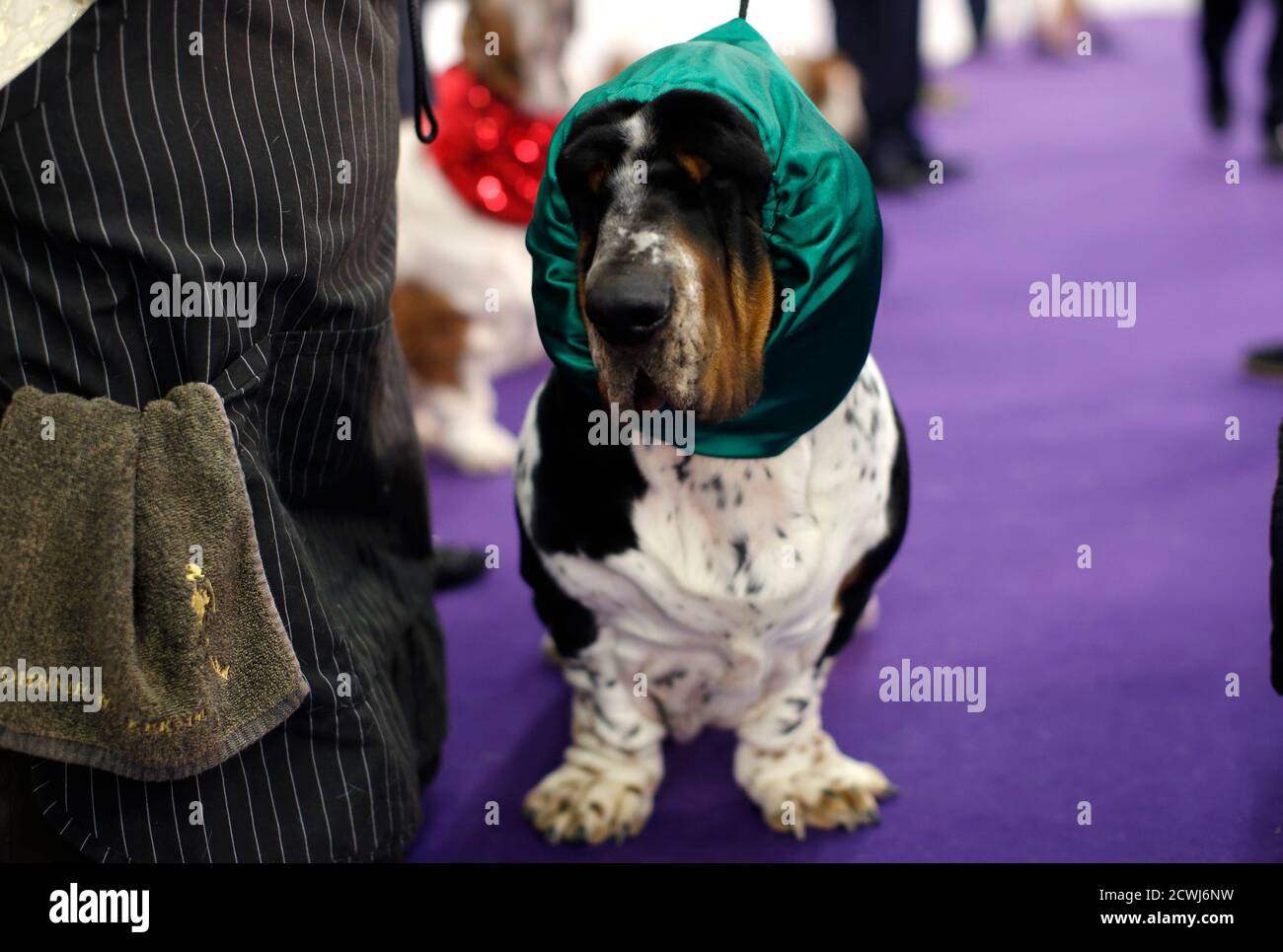 basset hound westminster