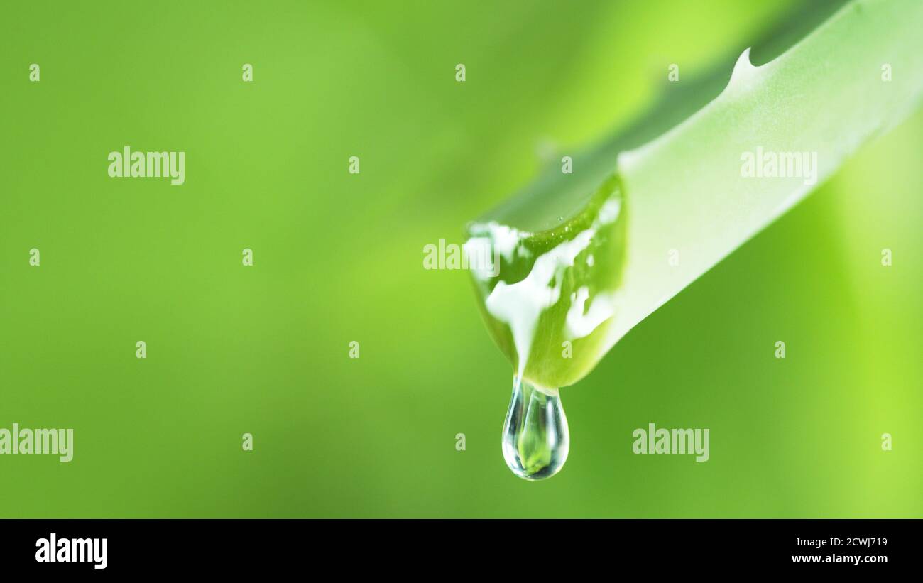 Water drops on aloe vera flower, soft background, low depth of focus Stock  Photo - Alamy