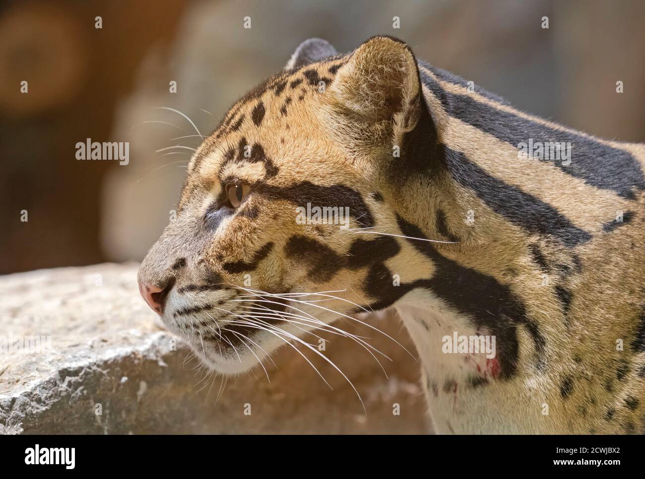 Close up view of a Clouded Leopard (Neofelis nebulosa) Stock Photo