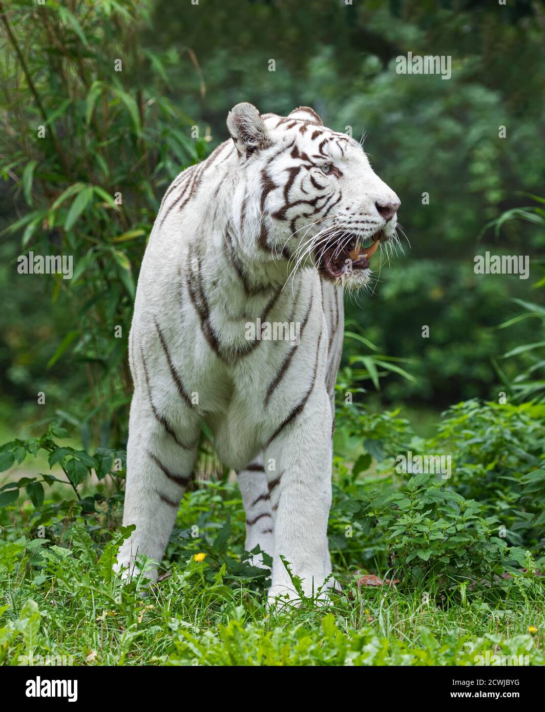 Close up view of a standing white Bengal tiger (Panthera tigris tigris) Stock Photo