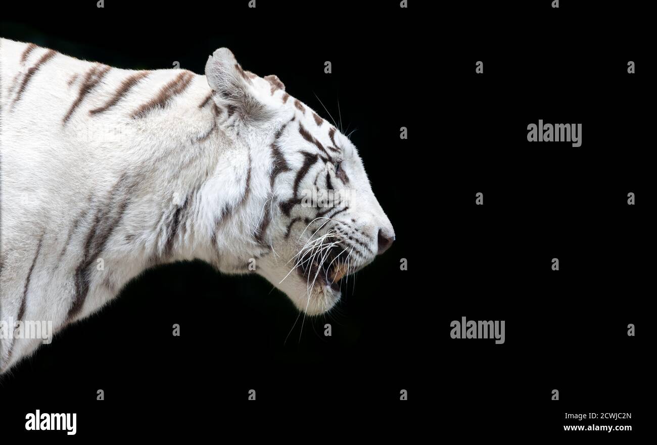 Side Close up view of a white Bengal tiger (Panthera tigris tigris) Stock Photo