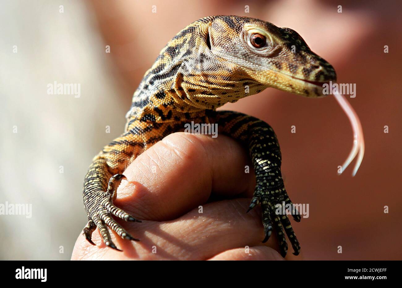 A reptile curator holds a ten-day-old baby Komodo dragon at Prague Zoo  August 9, 2012. The Prague Zoo is and has been successful at breeding the  Komodo dragon, known as the largest