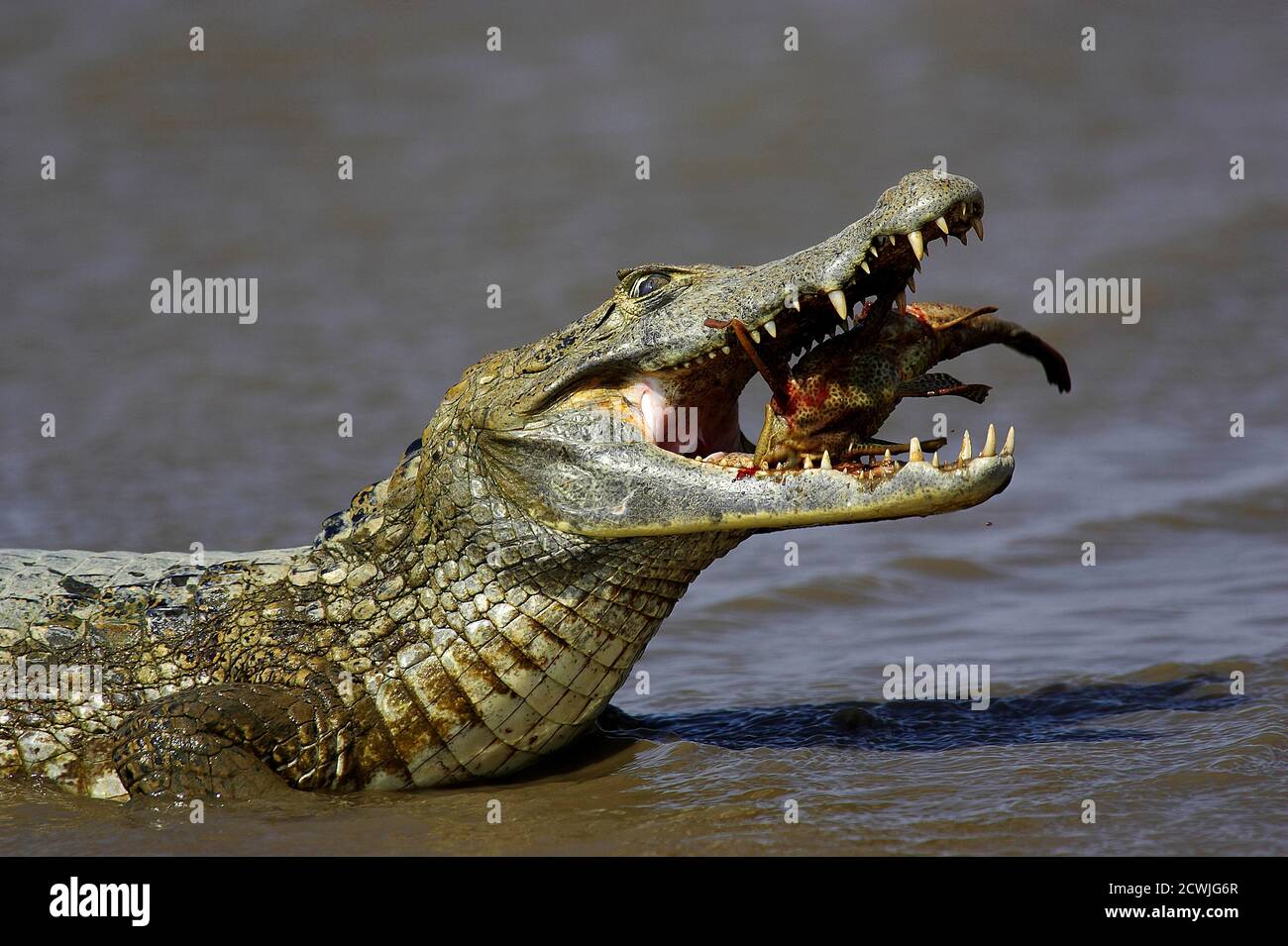 Spectacled Caiman, caiman crocodilus, Adult Catching Fish, Los Lianos in Venezuela Stock Photo