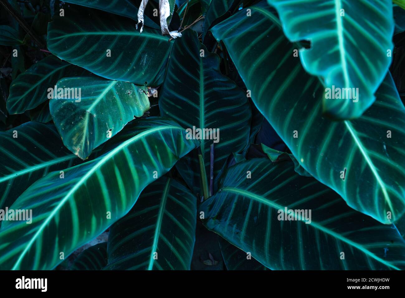 Close-Up Of Dark green leaves black background Stock Photo - Alamy