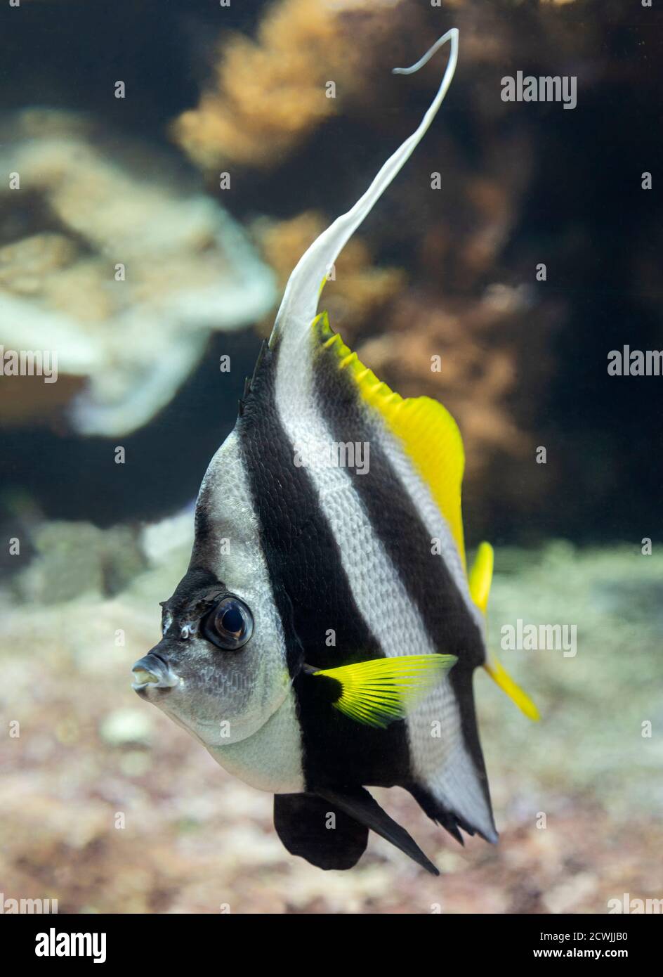 Close-up view of a Pennant coralfish (Heniochus acuminatus) Stock Photo