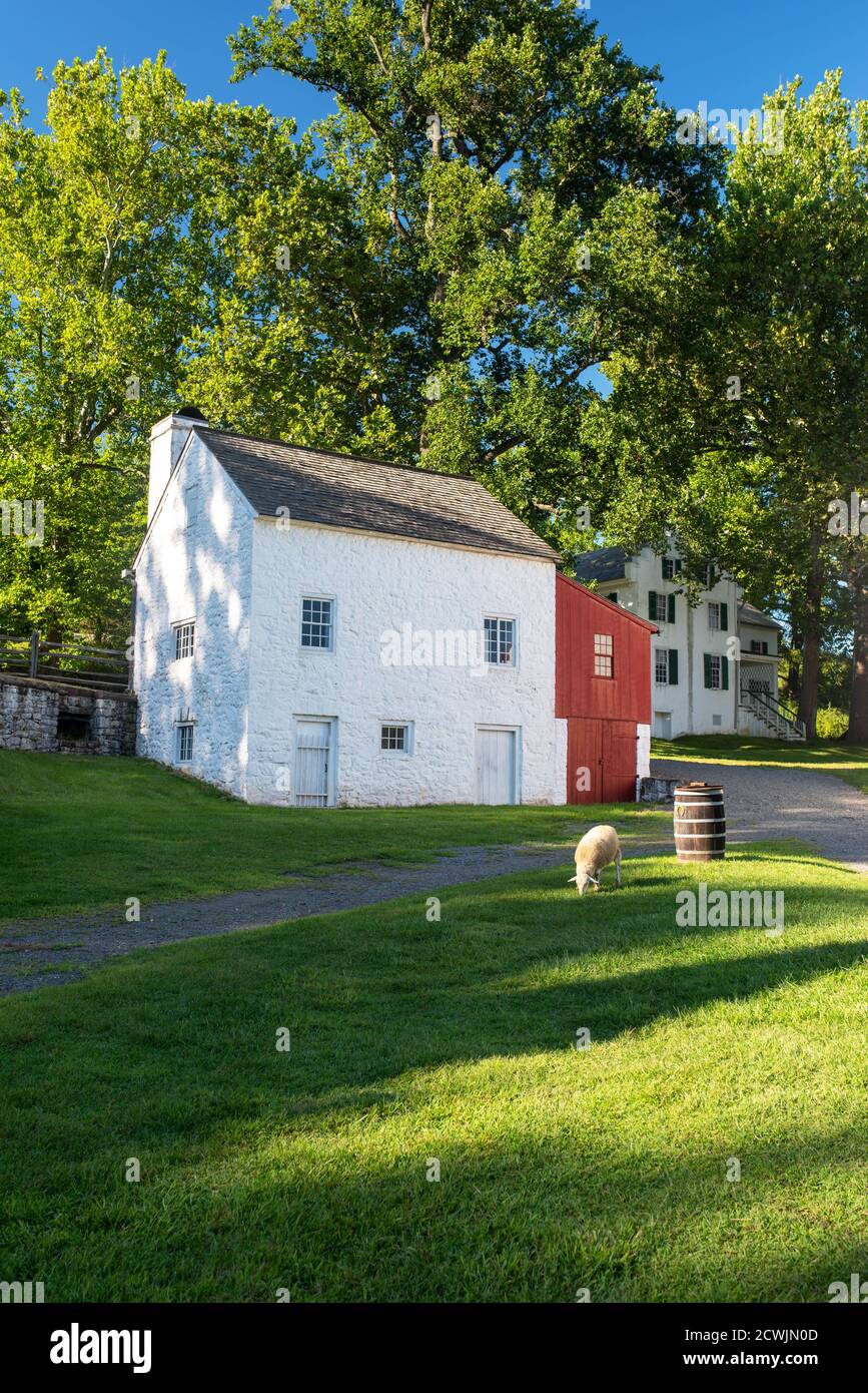 Whitewashed stone house and grazing sheep in idyllic village scene. Stock Photo