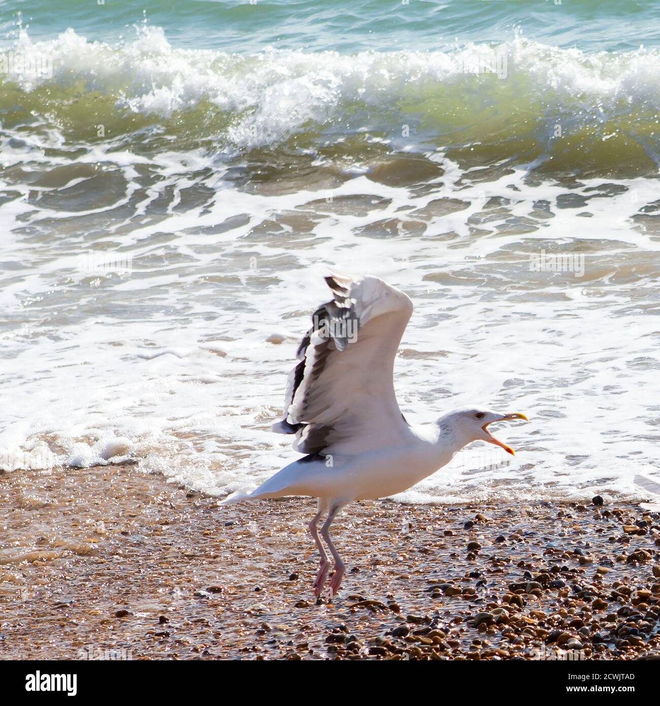 Seagull squawking Stock Photo