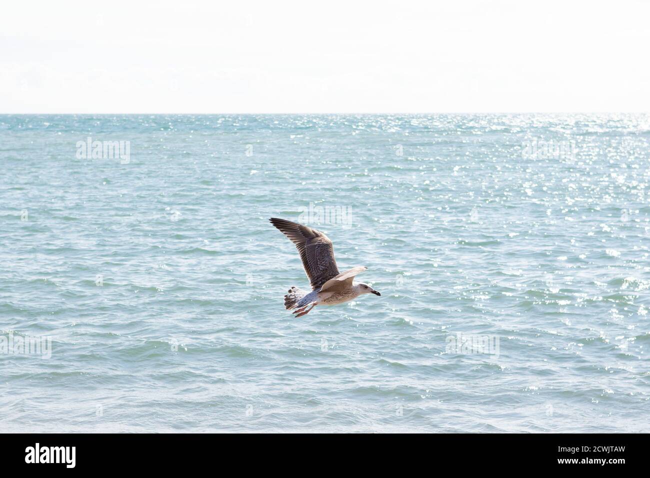 Sea bird flying over ocean waves hires stock photography and images