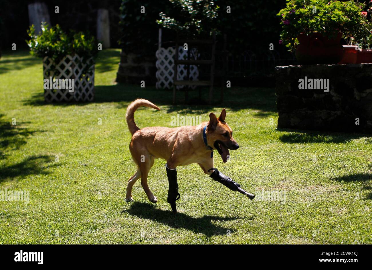 A dog named Pay de Limon, runs fitted with two front prosthetic legs at the Milagros Caninos rescue shelter in Mexico City August 29, 2012. Members of a drug gang in the Mexican state of Zacatecas chopped off Limon's paws to practise cutting fingers off kidnapped people, according to Milagros Caninos founder Patricia Ruiz. Fresnillo residents found Limon in a dumpster bleeding and legless. After administering first aid procedures, they managed to take him to Milagros Caninos, an association that rehabilitates dogs that have suffered extreme abuse. The prosthetic limbs were made at OrthoPets in Stock Photo