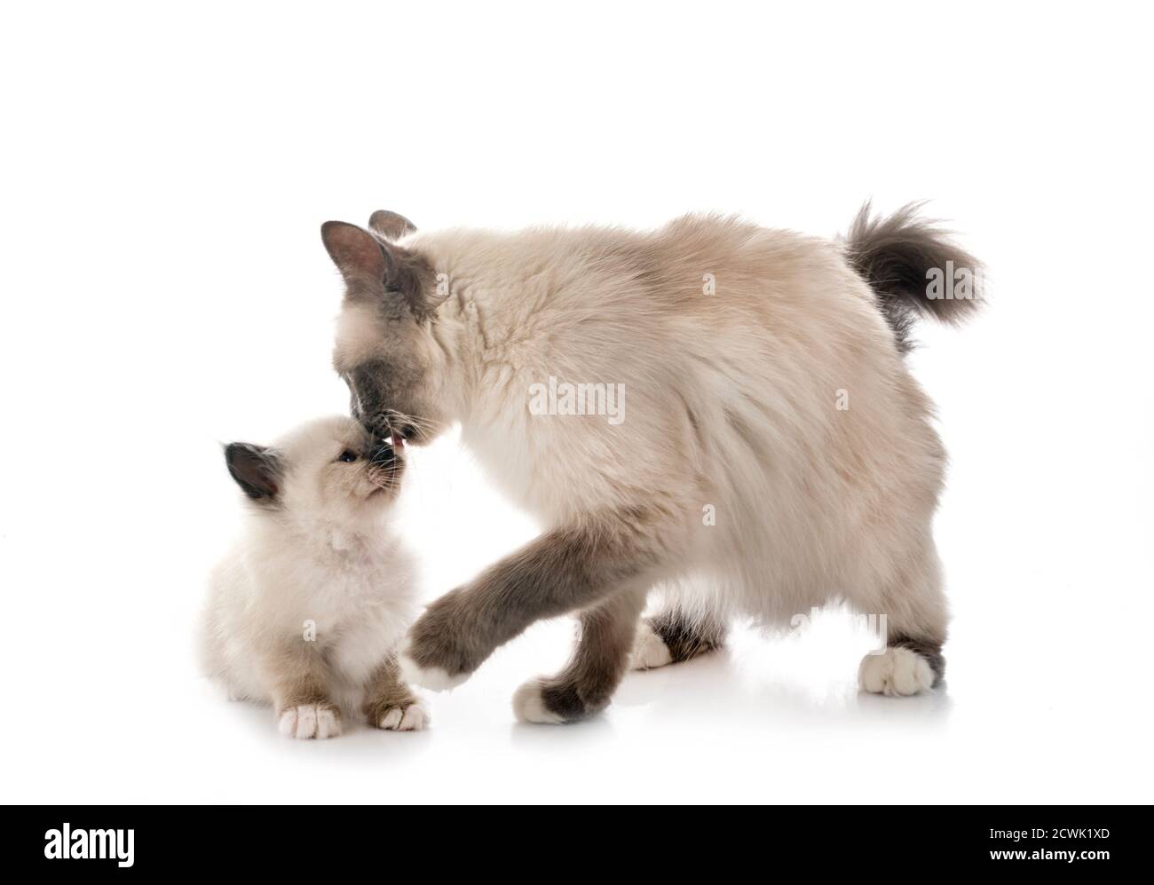 birman kitten and mother in front of white background Stock Photo