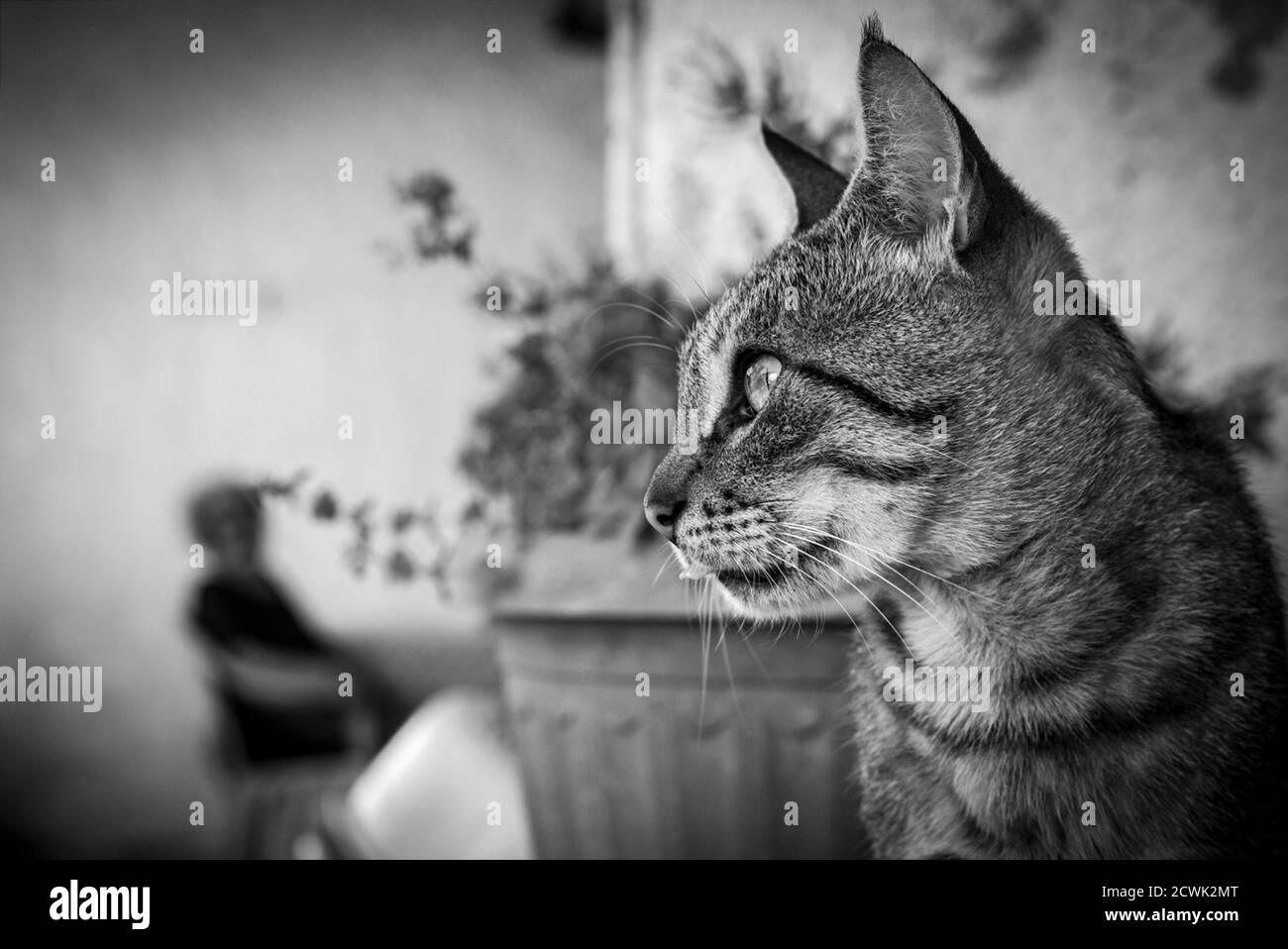 The faithful cat watching over his elderly caregiver Stock Photo