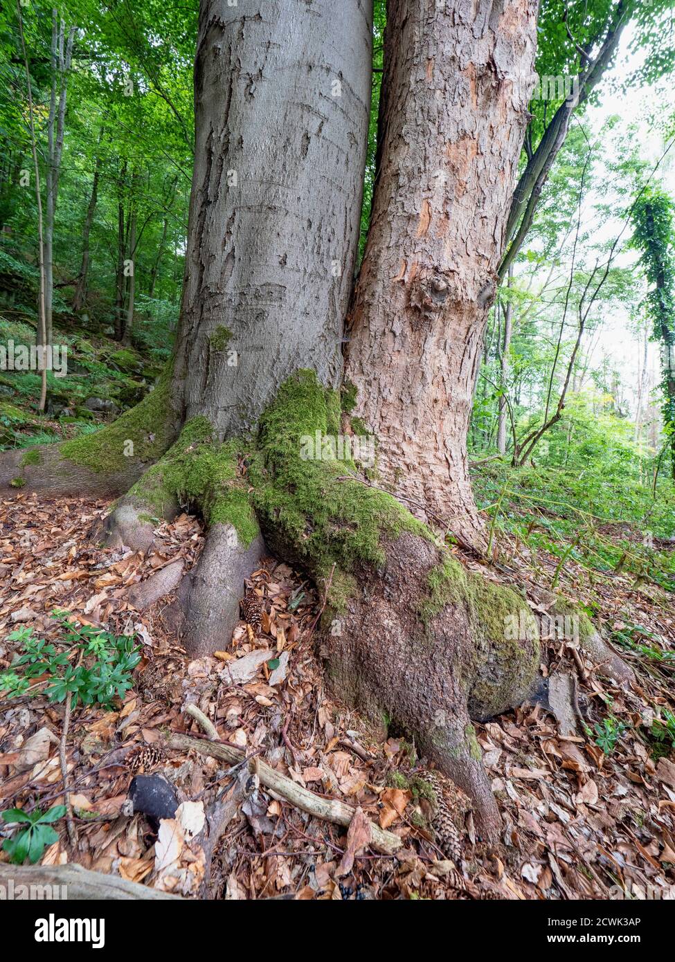 Beech Trees (2) Beech Trees (2)