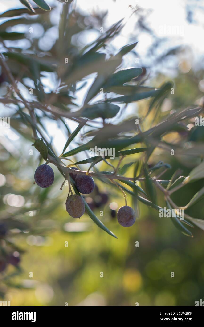 Branch of Olive Tree with Fruits and Leaves Stock Photo - Alamy