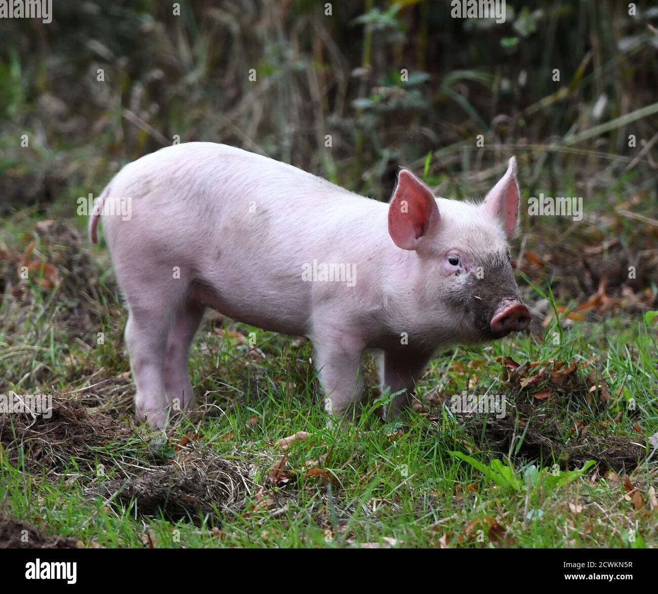 Piglet on a farm in England Stock Photo
