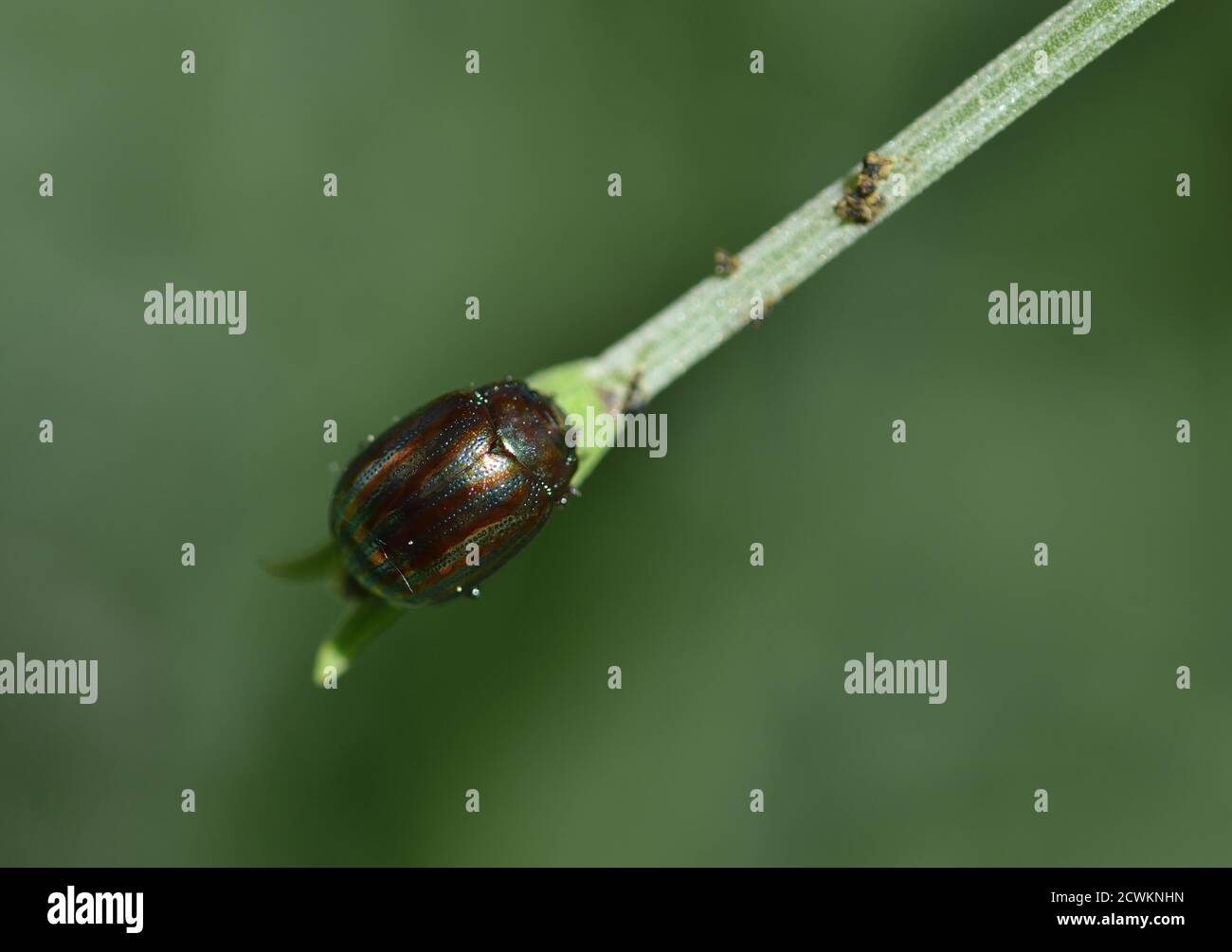 Solitary specimen of Rosemary beetle, scientific name Chrysolina