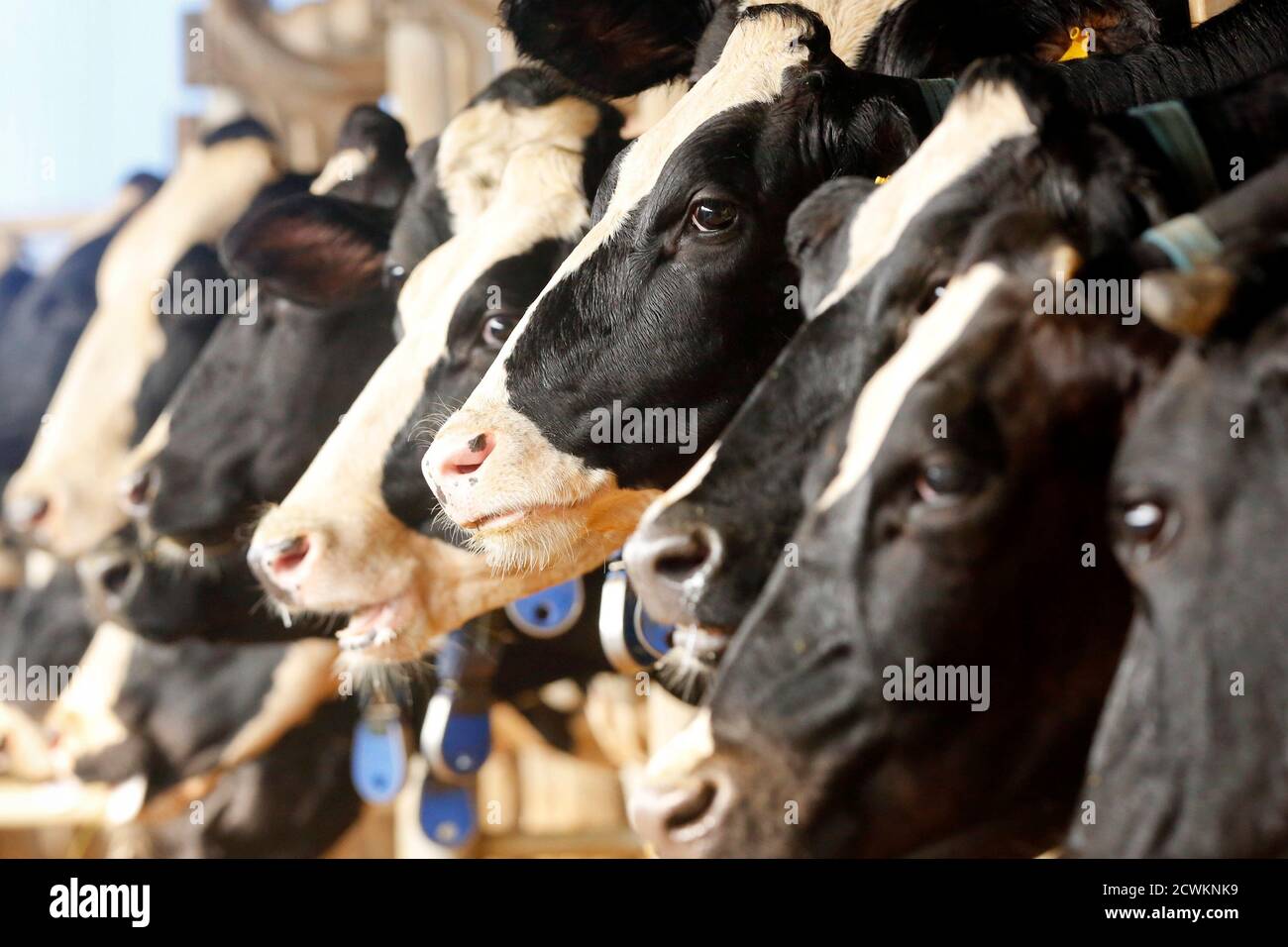 Milk Cows Are Seen At A Farm In Moc Chau Town 200km Northwest Of Hanoi October 14 2014 The First Breeding Cow Farm Was Established In Moc Chau In April 1958 With