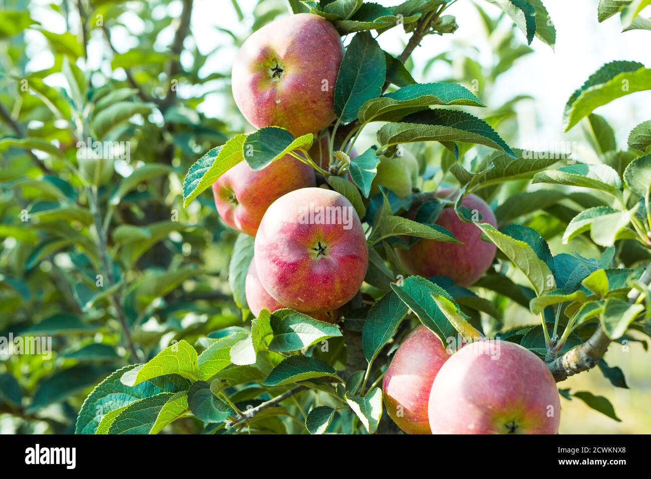 growing apples in a large apple orchard Stock Photo - Alamy