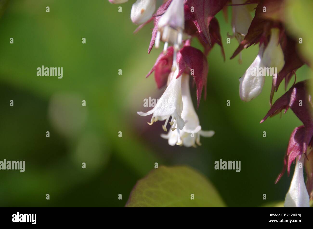 Leycesteria formosa 'Himalayan Honeysuckle' Flowers grown in an English