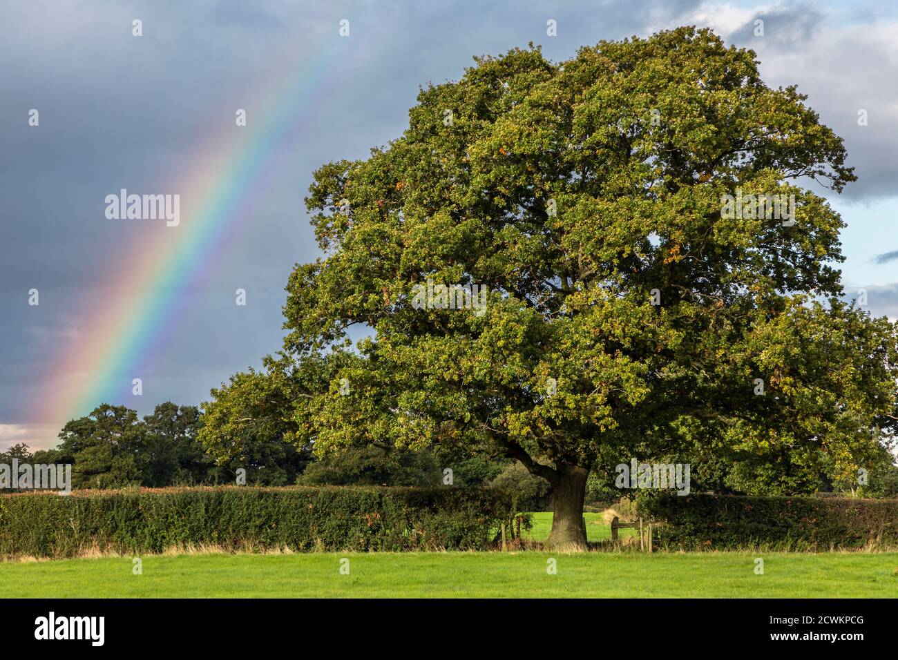 Oak tree and rainbow, Shropshire Hills, near Church Stretton, Shropshire Stock Photo