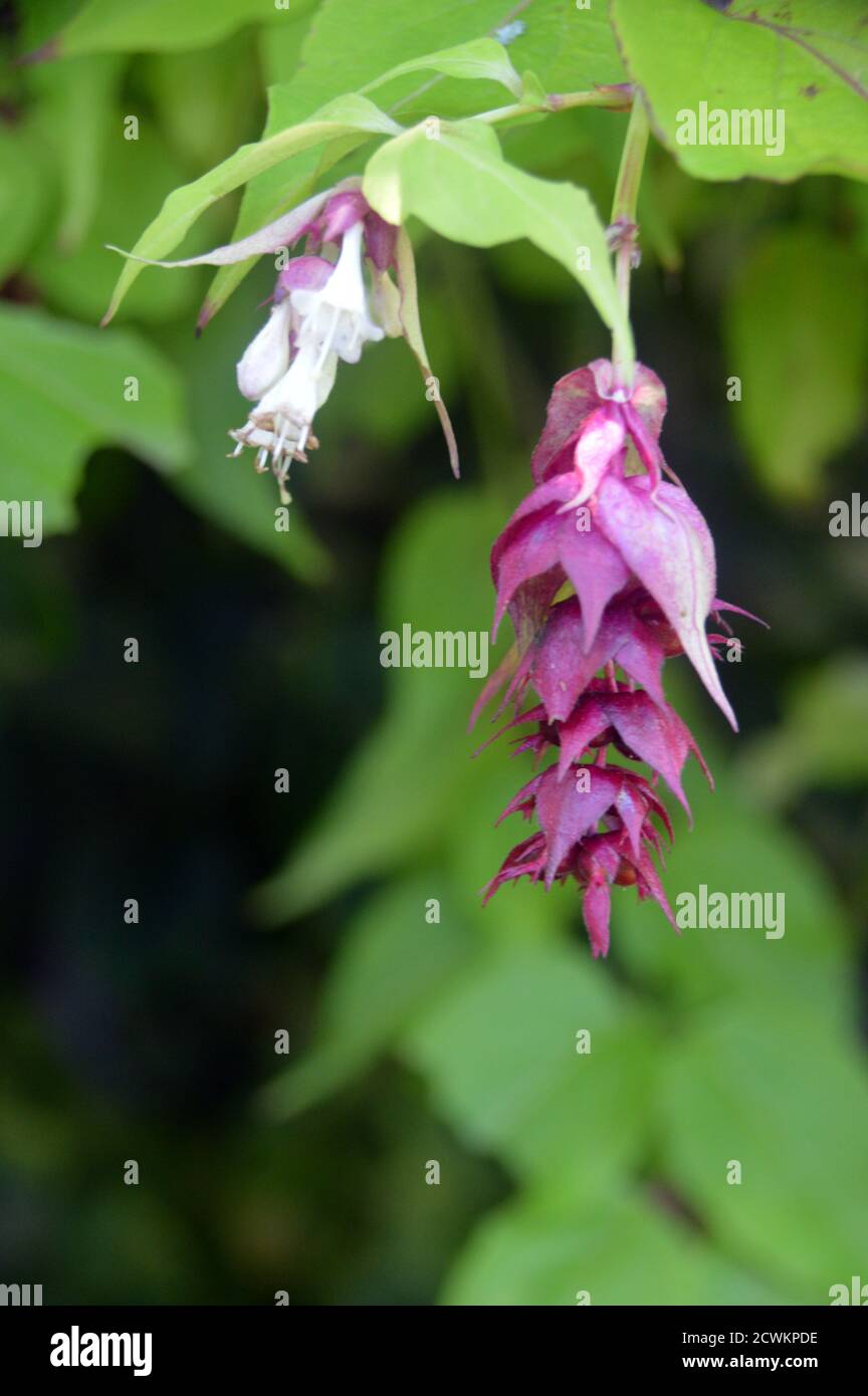 Leycesteria formosa 'Himalayan Honeysuckle' Flowers grown in an English