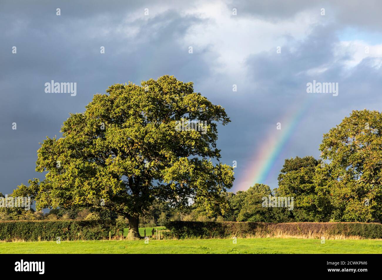 Oak tree and rainbow, Shropshire Hills, near Church Stretton, Shropshire Stock Photo