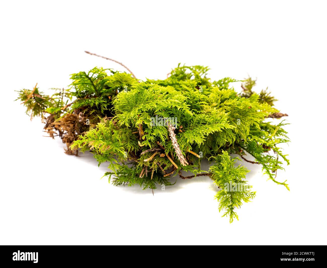 Moss from the forest isolated on white background Stock Photo