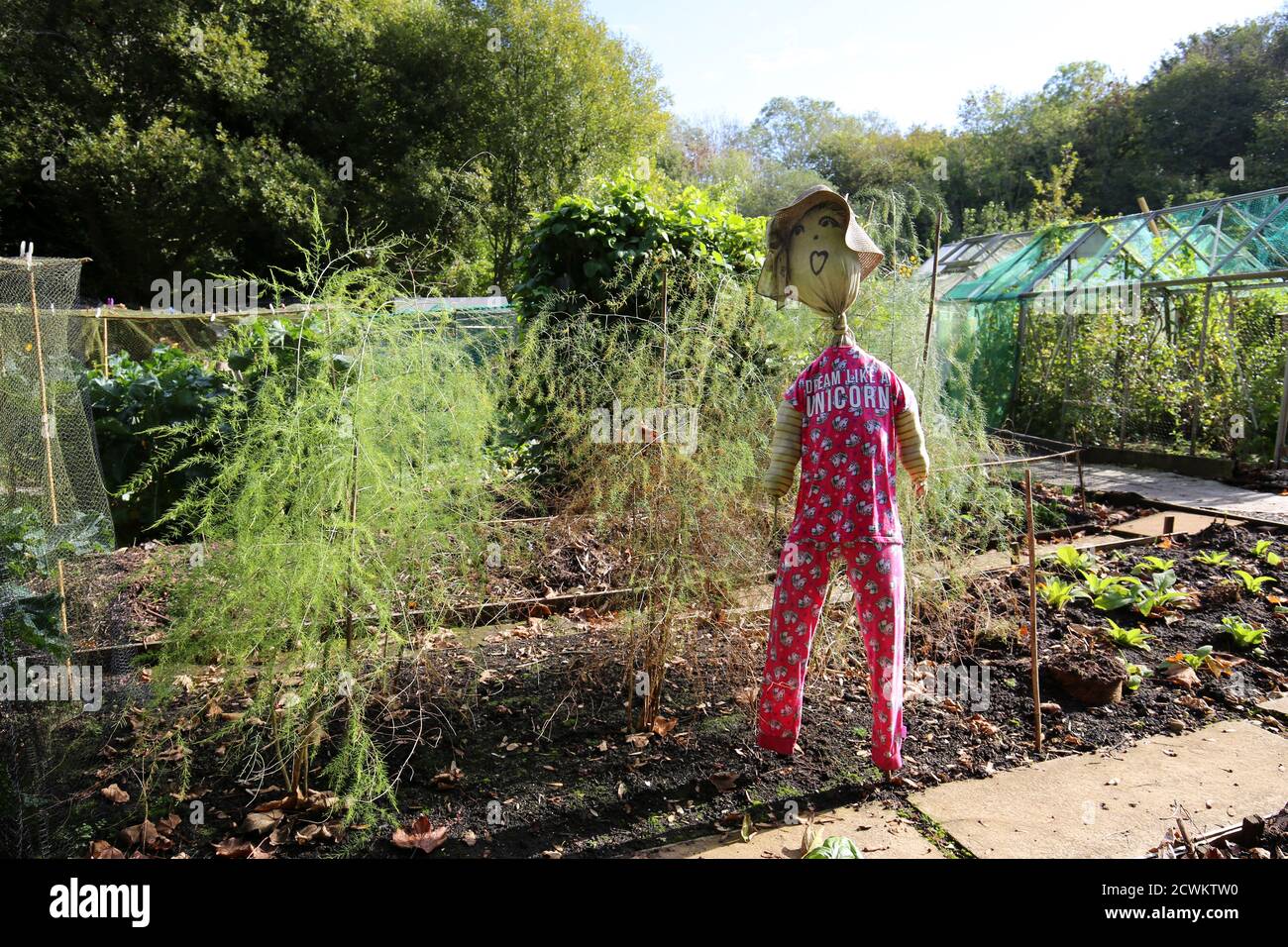 Funny scarecrow in an allotment in Autumn Stock Photo