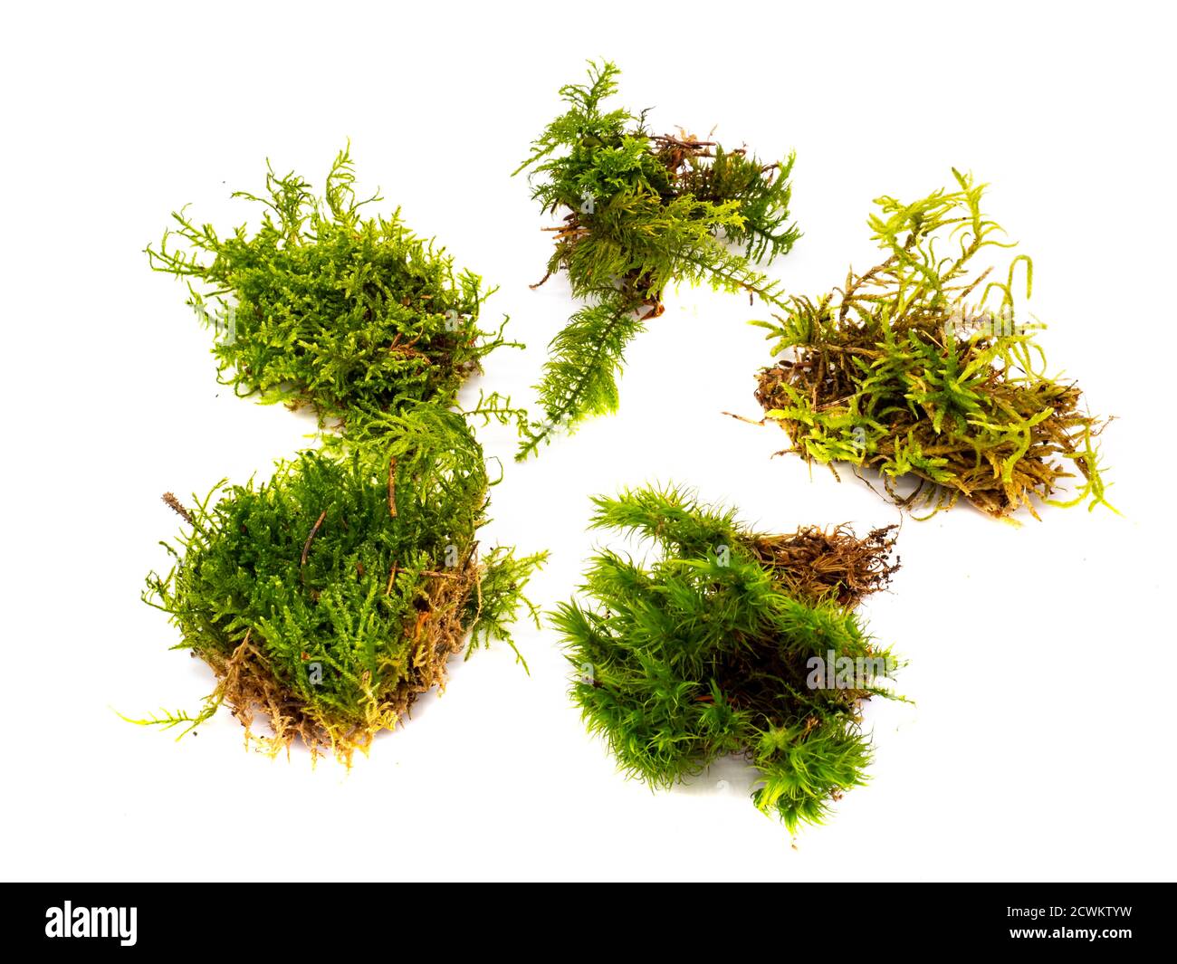 different types of moss isolated from the forest Stock Photo