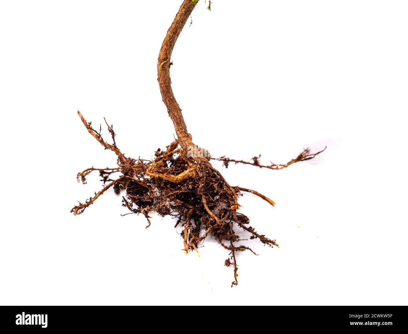 Root isolated on white background Stock Photo