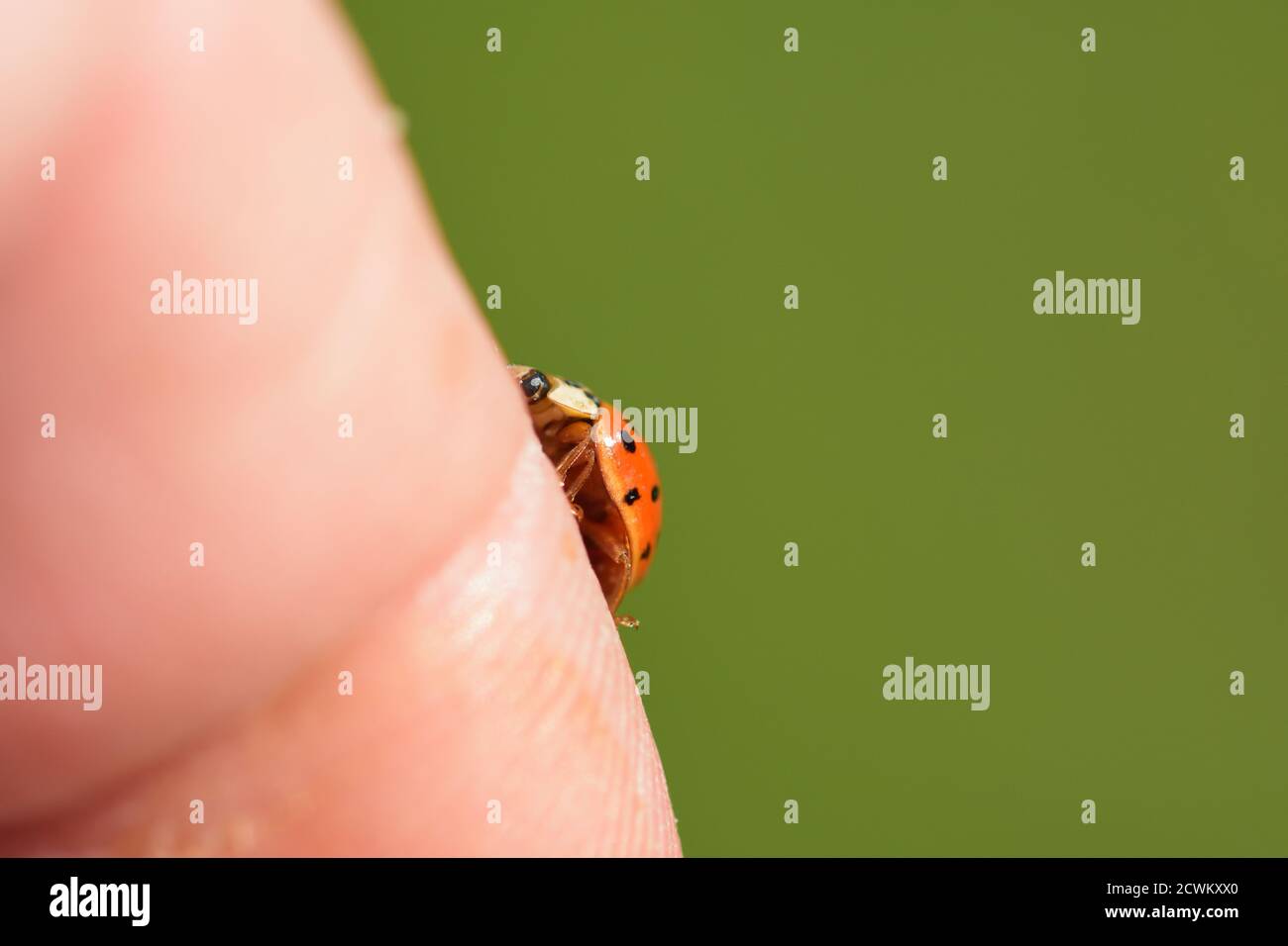 Isolated specimen of Harmonia axyridis photographed with macro lens steady on my finger on natural background. Stock Photo