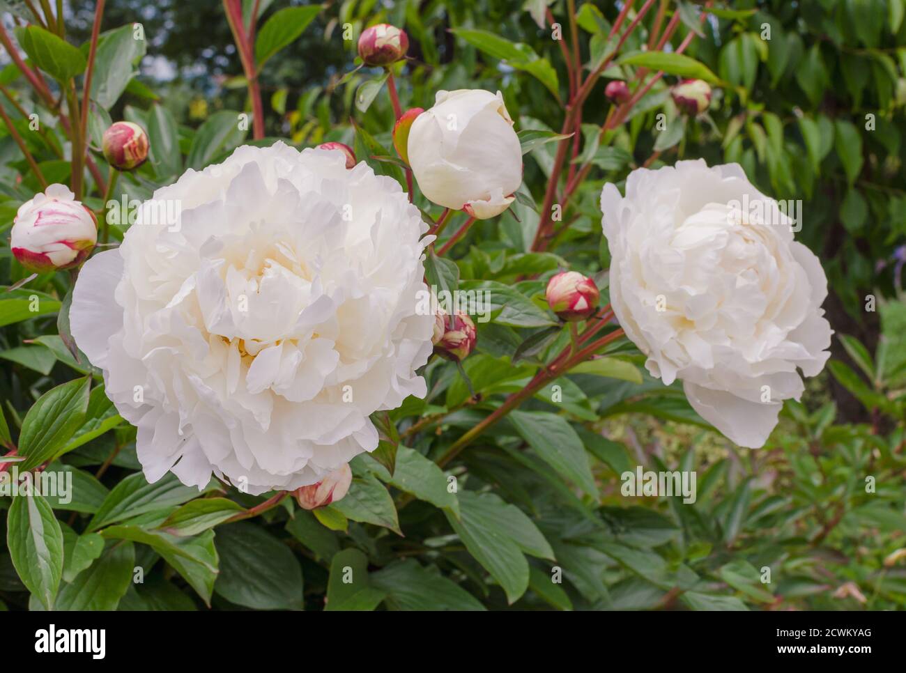 White Paeonia lactiflore 'Vesilna' in the botany in Poland. Gorobets, Ukraina. Stock Photo