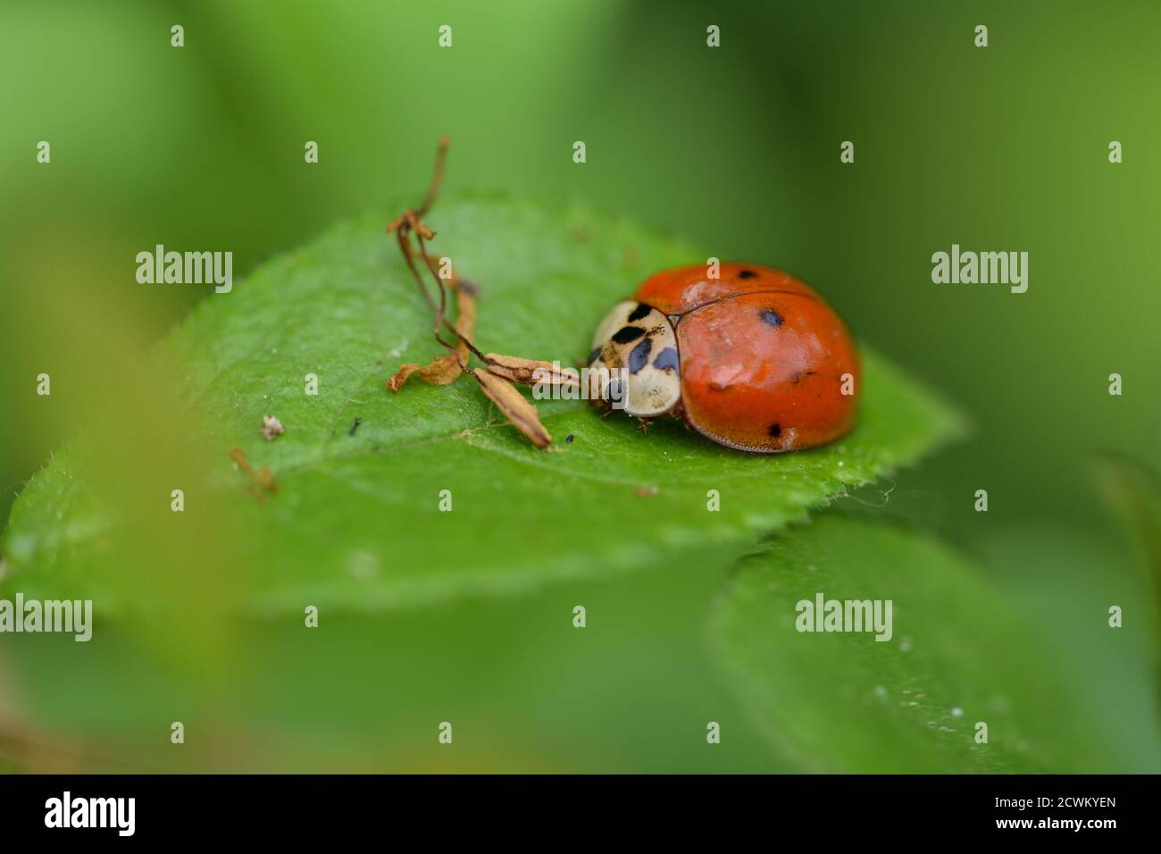Isolated specimen of Harmonia axyridis photographed with macro lens, stationary on a green leaf on a natural background. Stock Photo