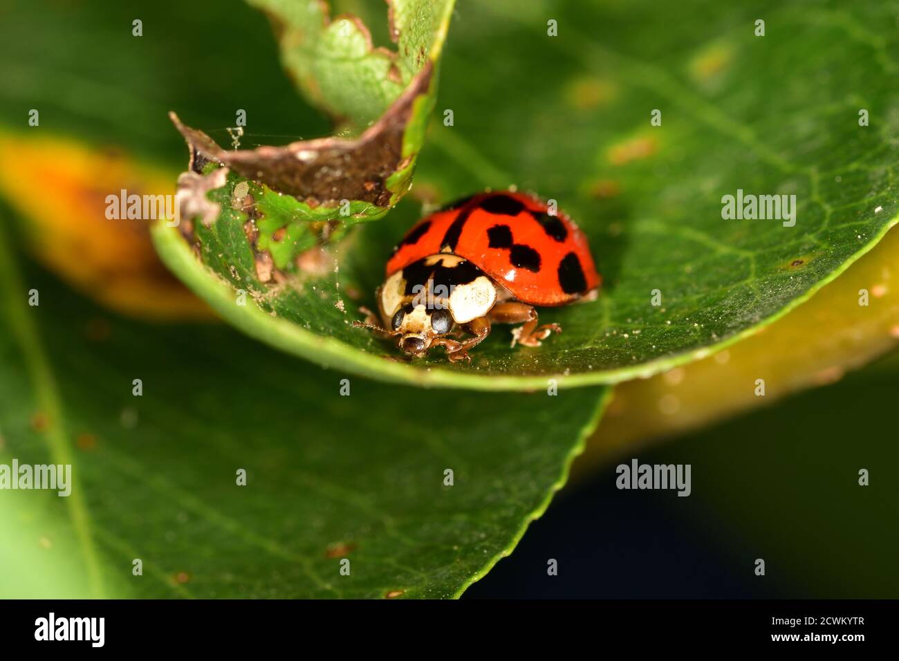 Isolated specimen of Harmonia axyridis photographed with macro lens, stationary on a green leaf on a natural background. Stock Photo