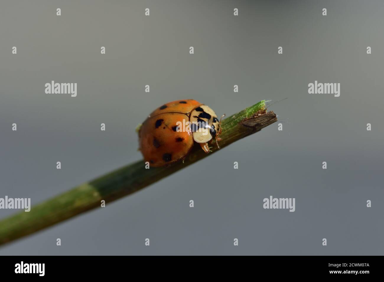 Isolated specimen of Harmonia axyridis photographed with macro lens while moving on a branch against natural background. Stock Photo