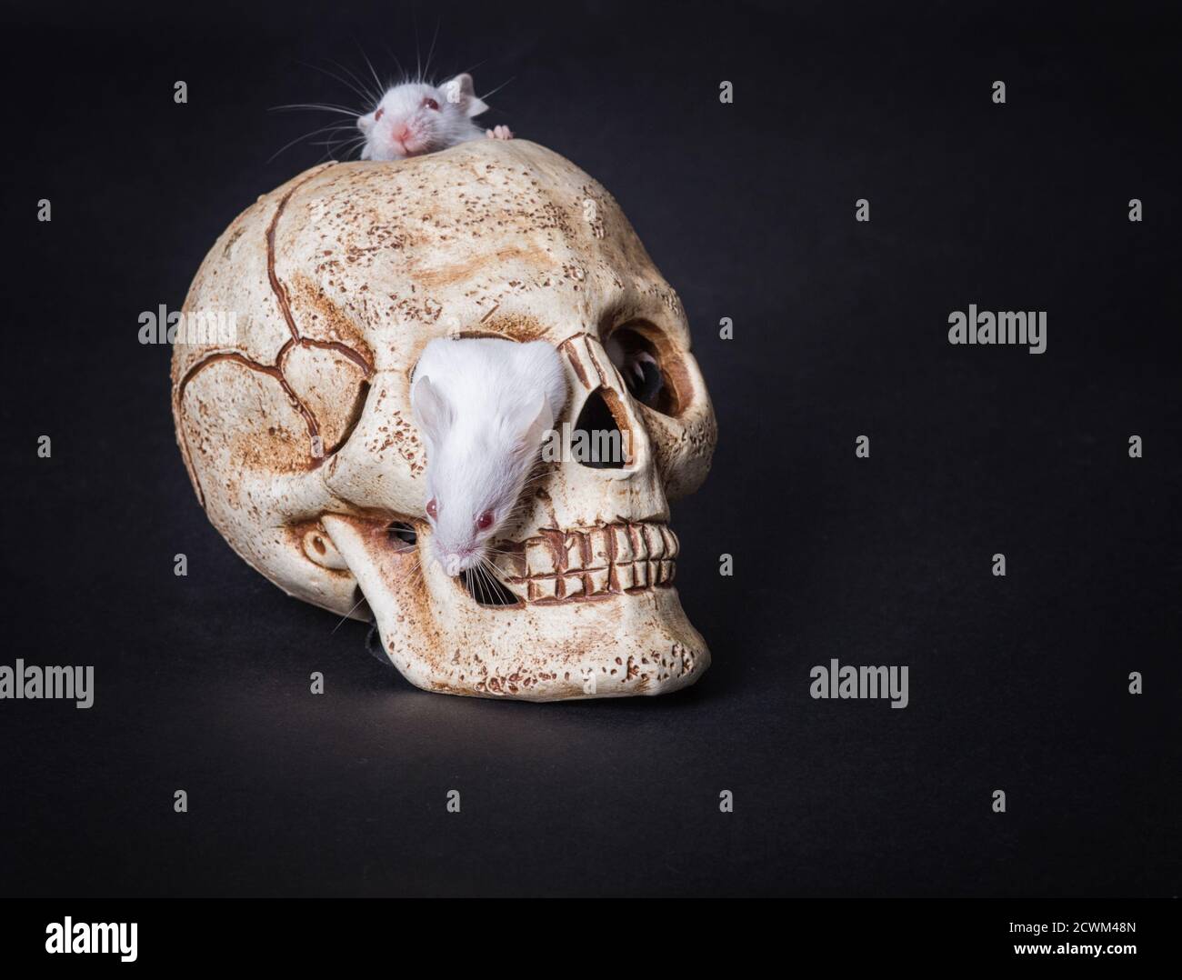 small white laboratory mouse gets out of the orbit of a plastic skull Stock Photo