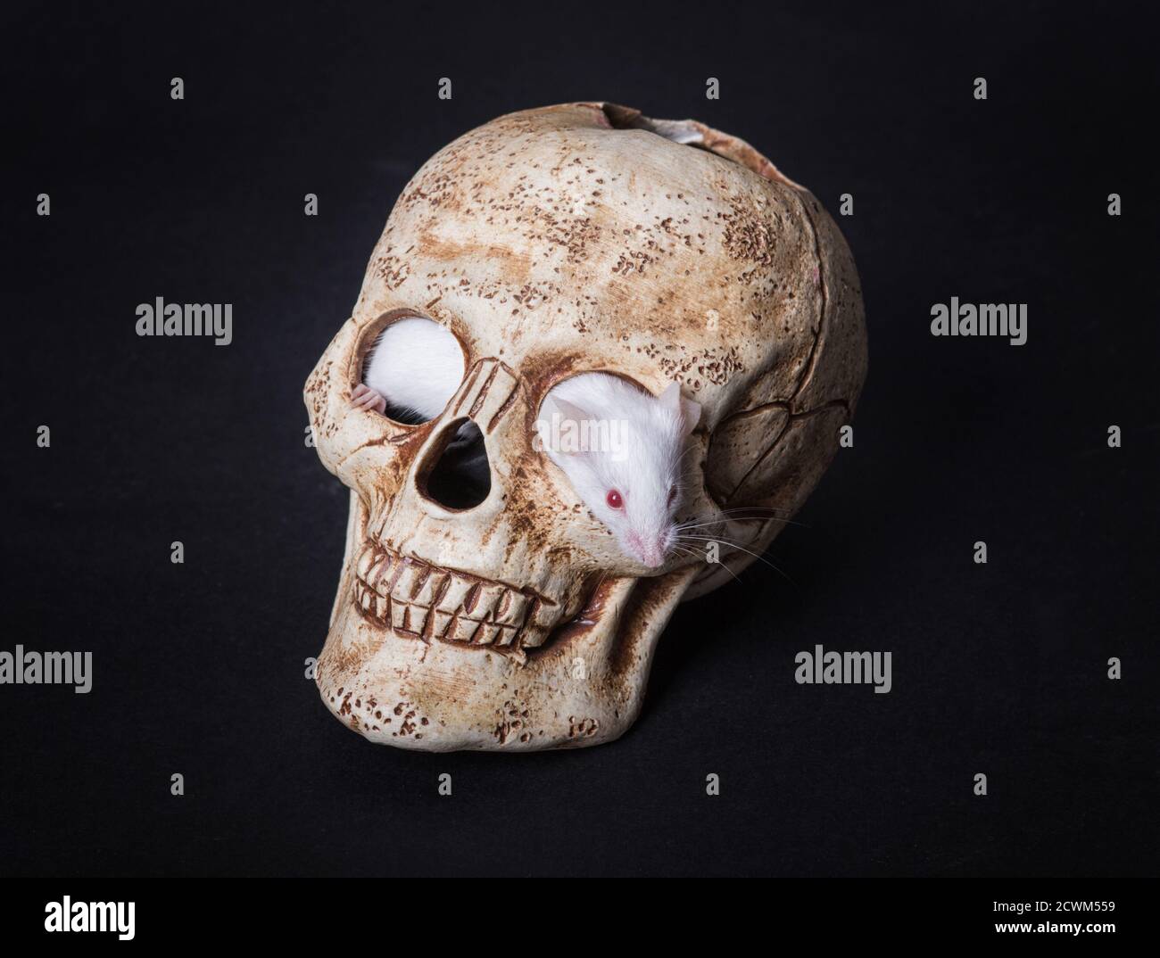 small white laboratory mouse gets out of the orbit of a plastic skull Stock Photo