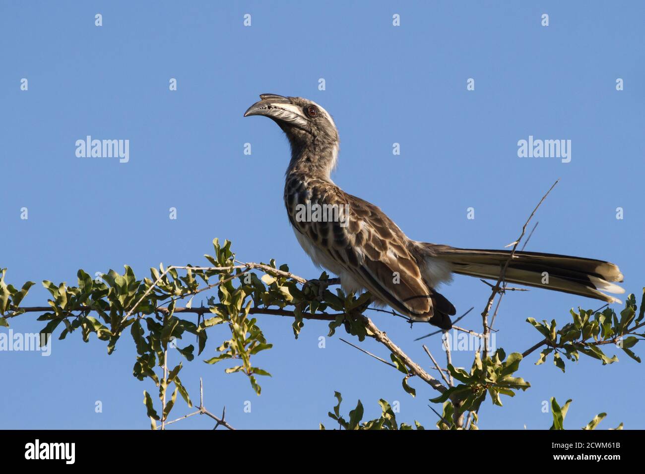 Male african grey hornbill (Lophoceros nasutus) perched on a tree branch against blue sky background in Kruger National Park, South Africa Stock Photo