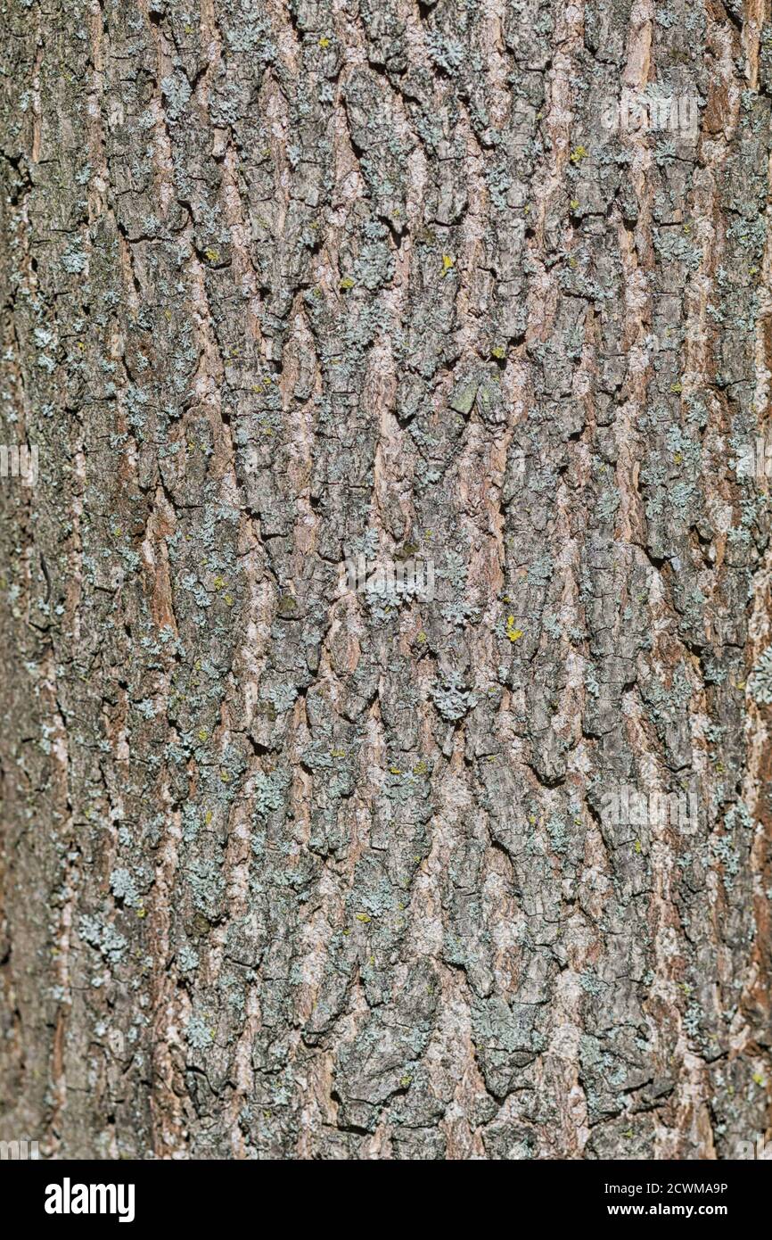 brown bark texture of pine tree Stock Photo - Alamy