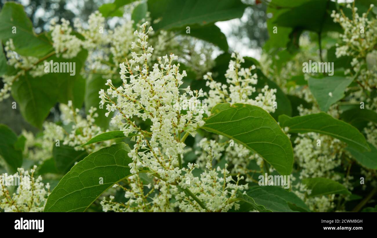Knotweed bloom Reynoutria flower or blossom bees and Fallopia japonica ...