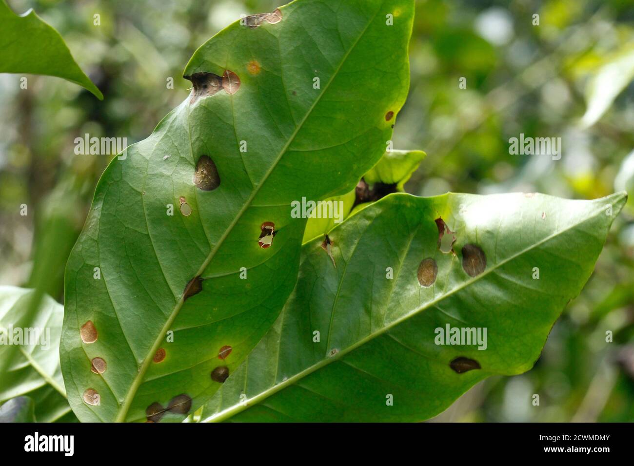 Coffee Leaves Infected With The Ojo De Gallo Or Rooster S Eye Mycena Citricolor Fungus That Spread After Heavy Rains Are Seen At A Plantation In Carrizal De Alajuela North Of San Jose