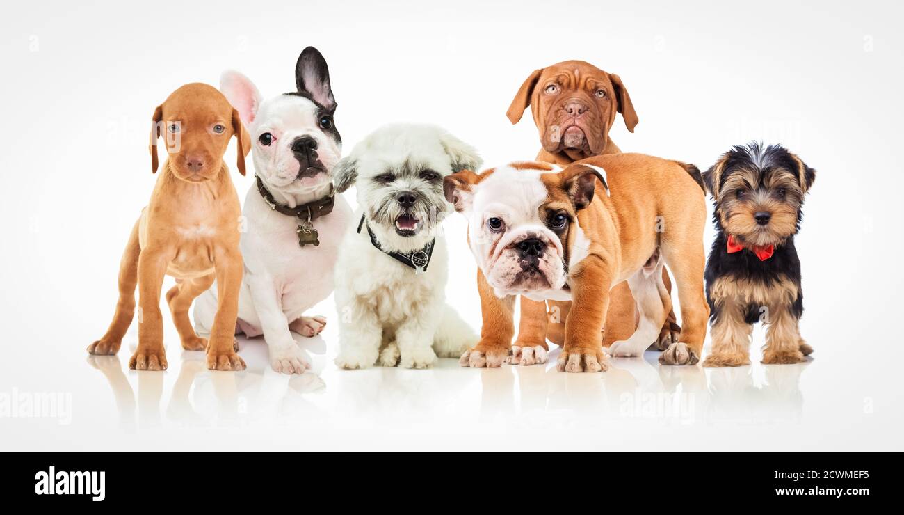 six cute puppy dogs of different breeds standing together on white ...