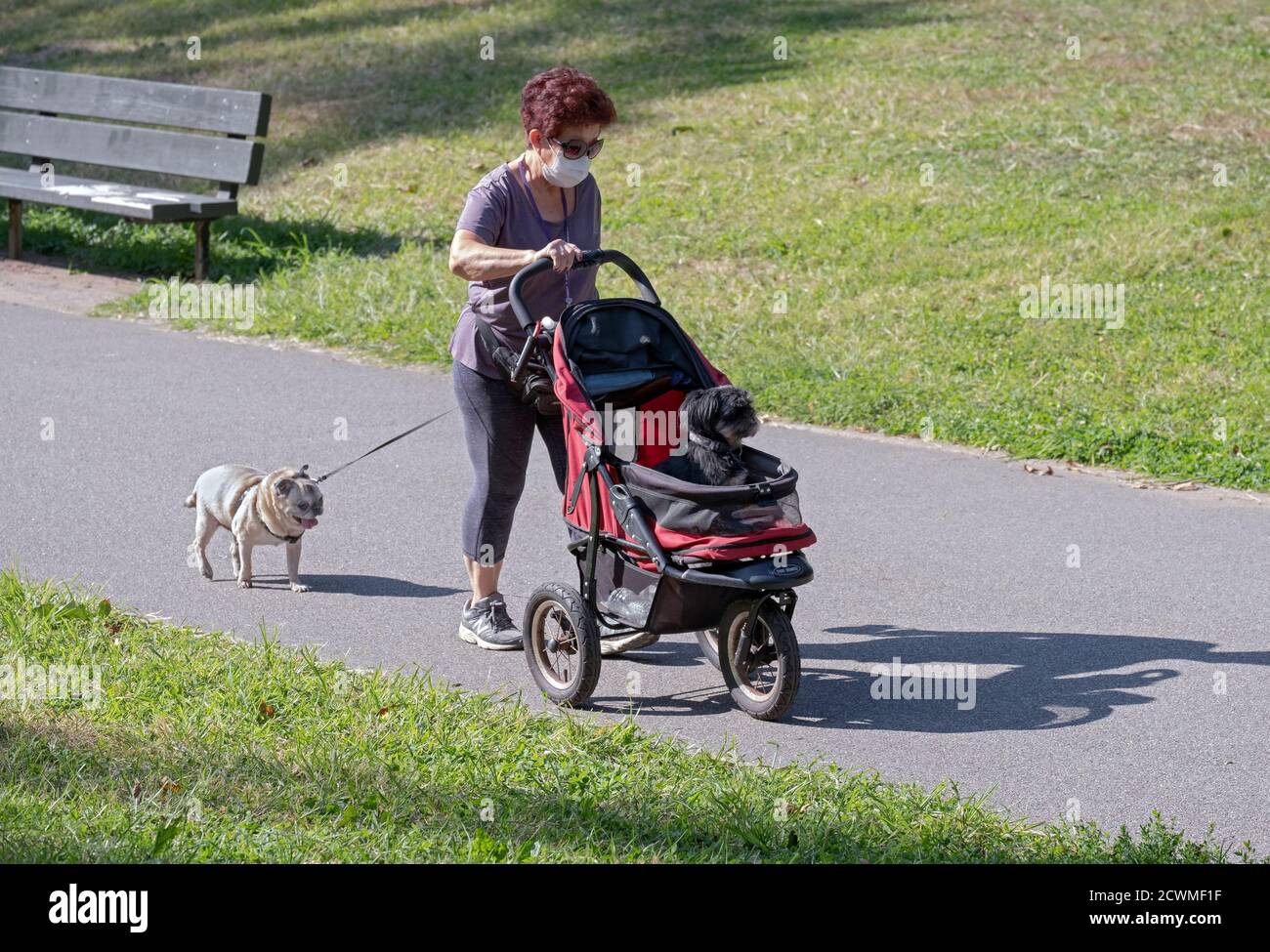 An older Asian American woman walks one dog and pushes a second one in a stroller. In a park in Queens, New York. Stock Photo