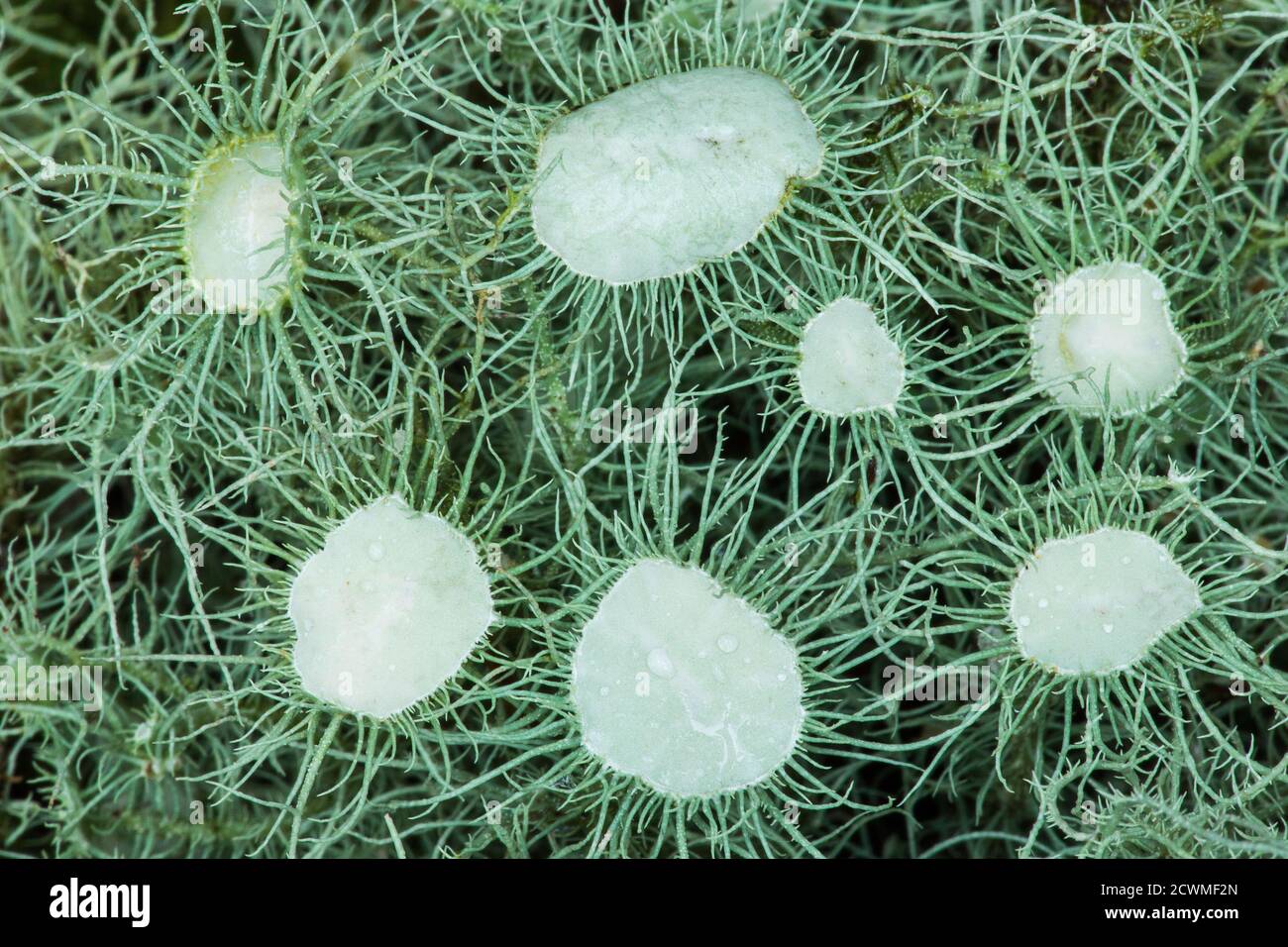 Usnea florida, lichen, New Forest National Park, Hampshire, England, UK Stock Photo