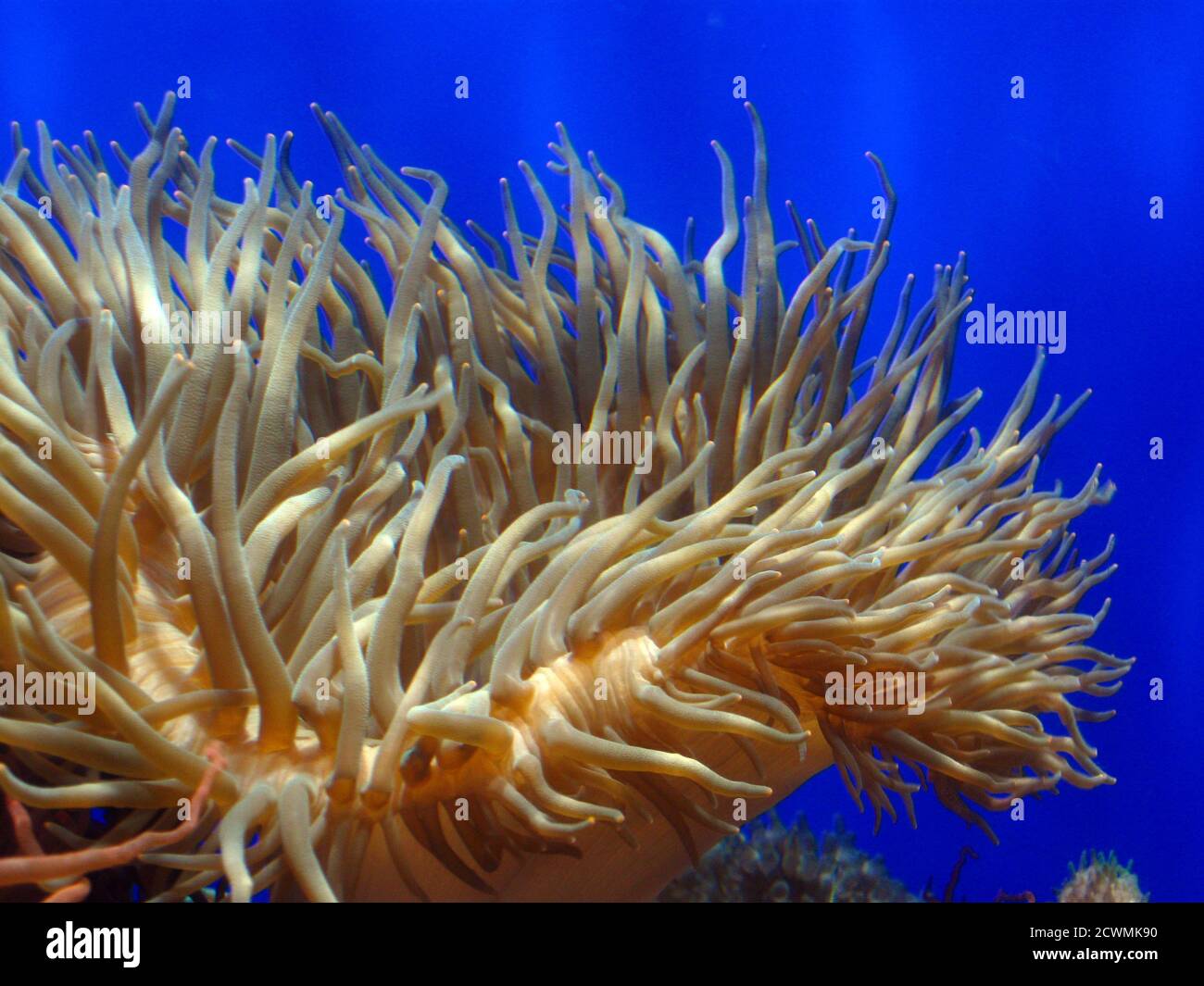 Leather clown anemone, Heteractis crispa Stock Photo