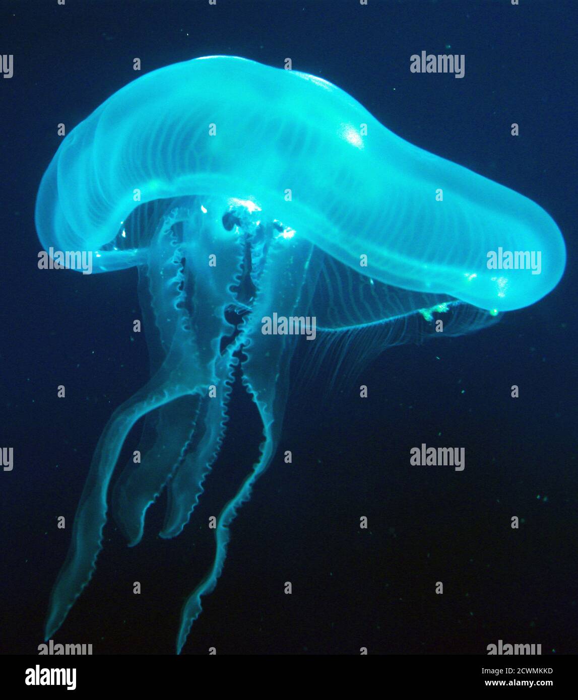 Moon jellyfish, Aurelia aurita Stock Photo