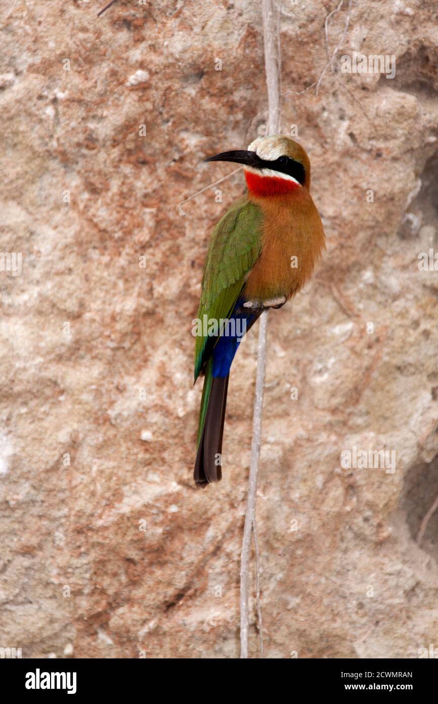 White-fronted Bee-Eaters nest in large colonies on riverbanks where the soft alluvial soil is ideal for digging their two meter long tunnels Stock Photo