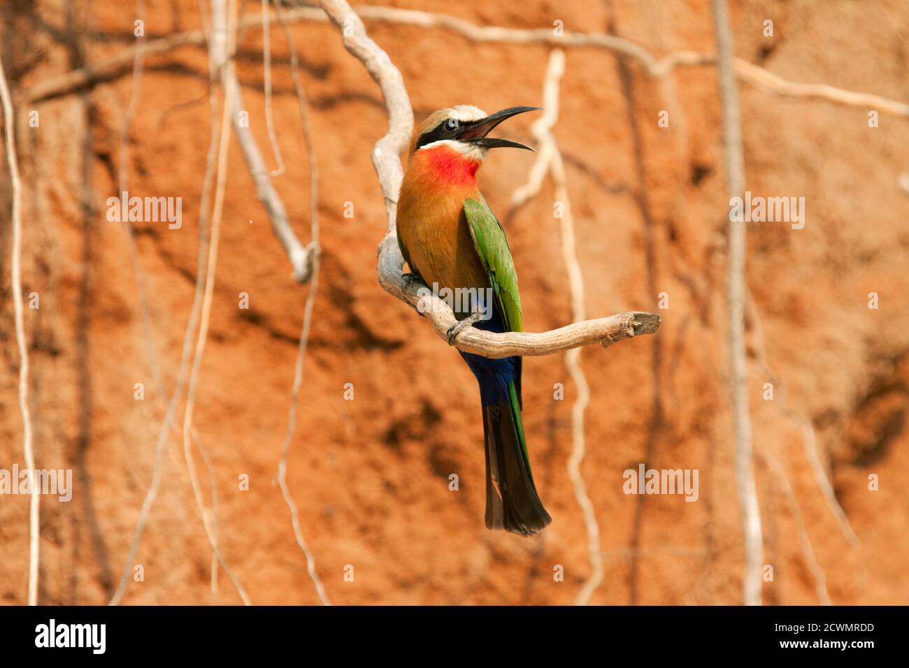 White-fronted Bee-Eaters nest in large colonies on riverbanks where the soft alluvial soil is ideal for digging their two meter long tunnels Stock Photo